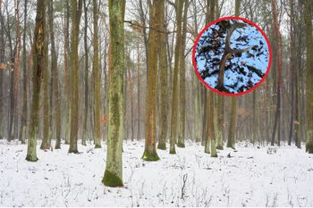 "Tęgi zrzut". Leśnik natknął się na to w lesie