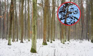 "Tęgi zrzut". Leśnik natknął się na to w lesie
