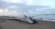 Martwe wieloryby na plaży. Zagadkowa śmierć morskich olbrzymów