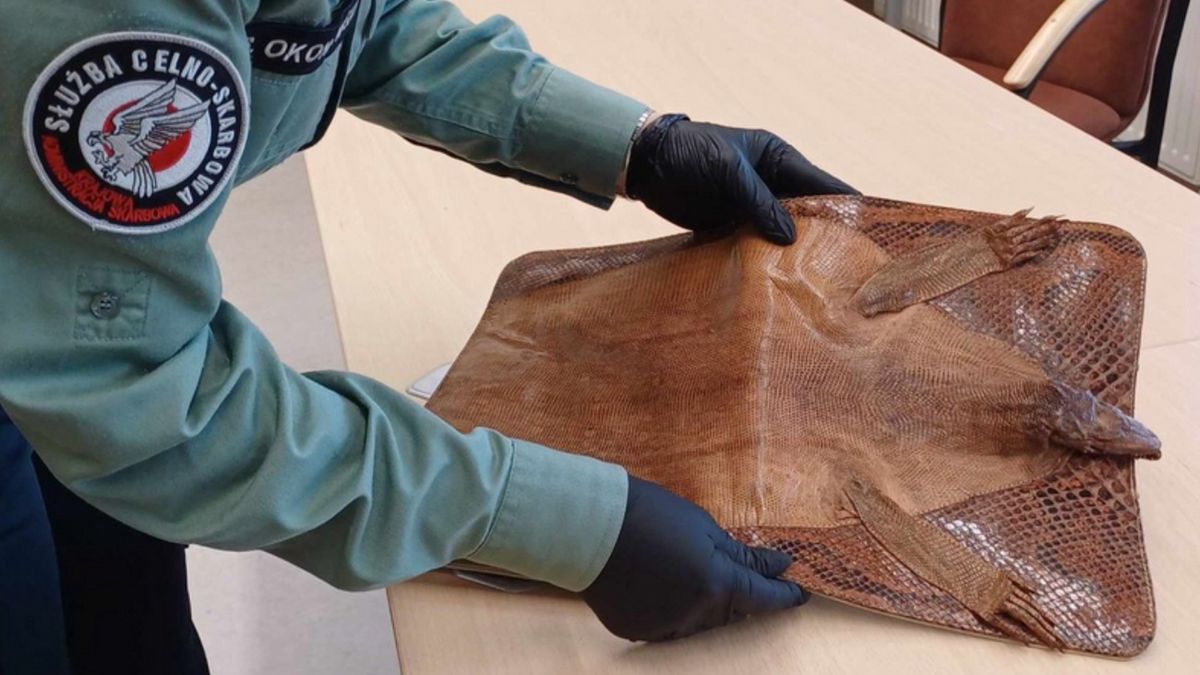 Torebka z pytona została zatrzymana