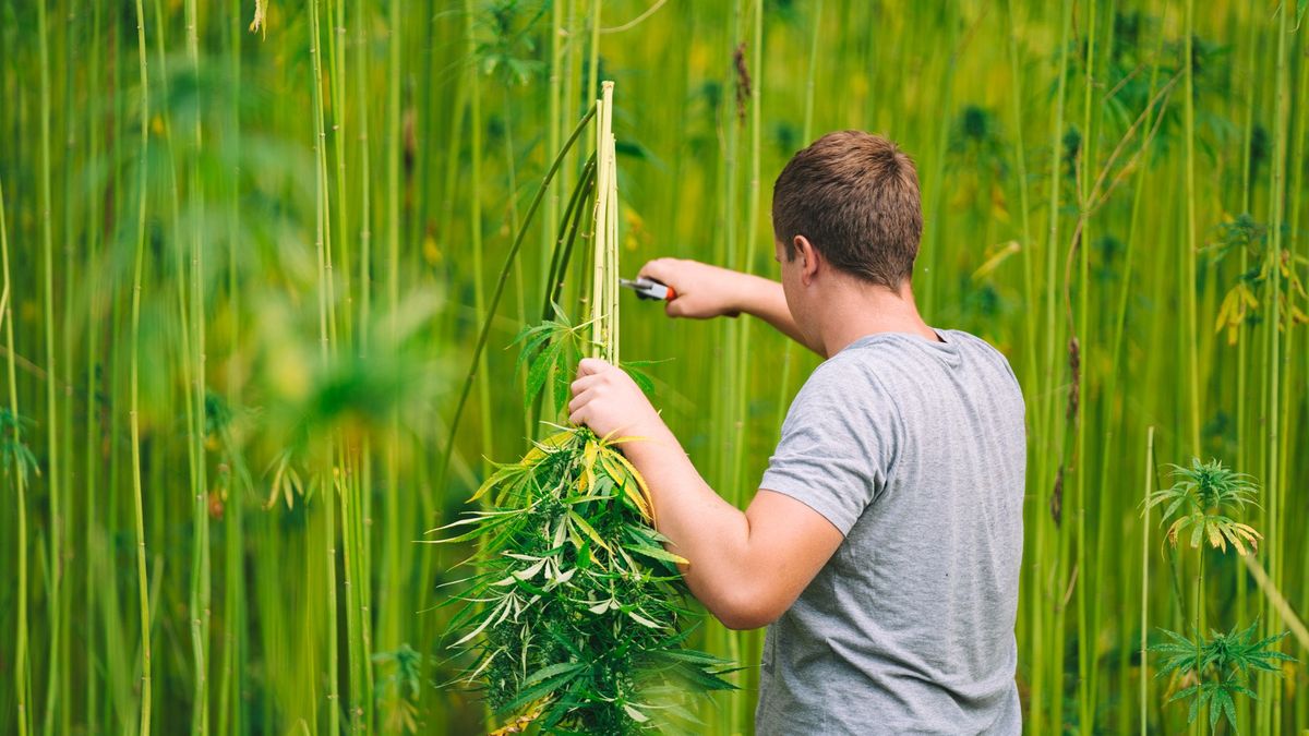 We wrześniu zaczynają się zbiory konopi
