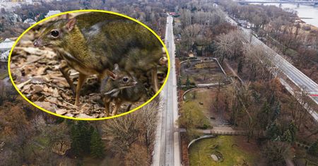 Wielka radość w warszawskim zoo. "Jest przepiękny!"