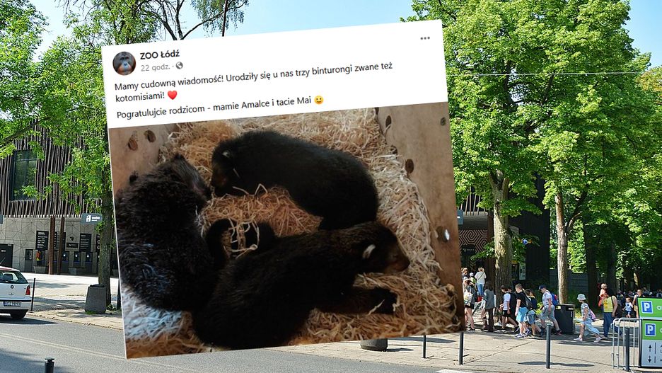 W łódzkim zoo urodziły się kotomisie 