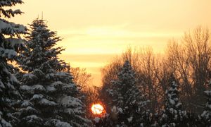 Sam wybierz i zetnij choinkę. Oto ceny drzewek