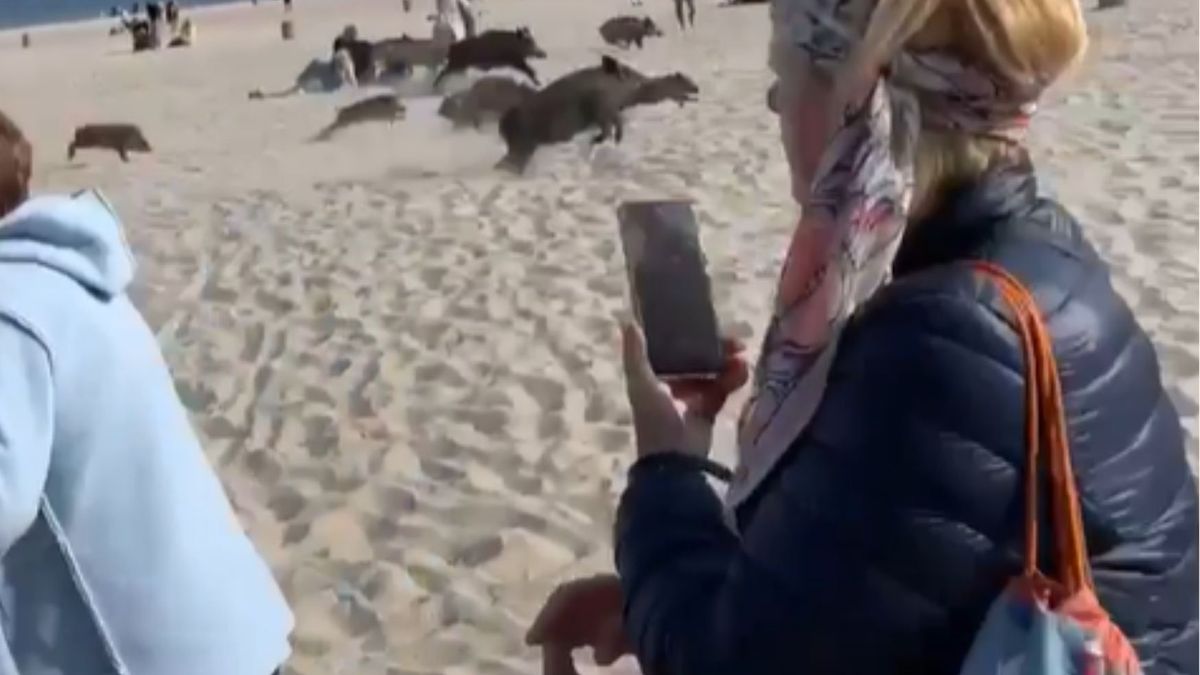 stado dzików na plaży w Sopocie