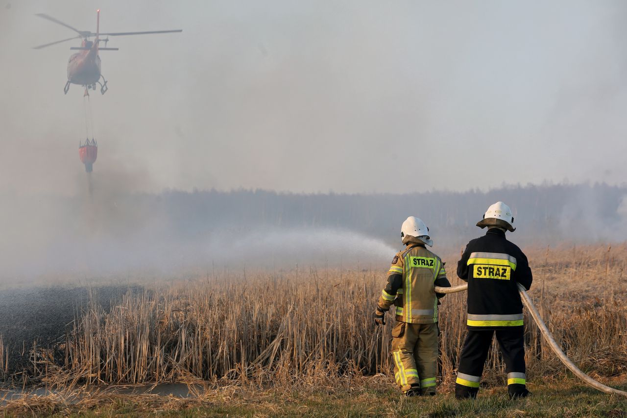 Trudna sytuacja zwierząt z Doliny Biebrzy. Ogień zabija i niszczy siedliska