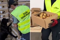 Odkrycie w cebuli przy granicy z Litwą. Polskie służby nie dały się nabrać