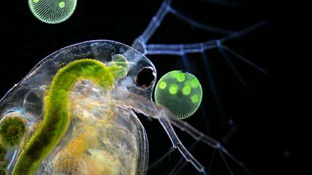 Nikon Small World. Niesamowite zdjęcia z nietypowego konkursu 1