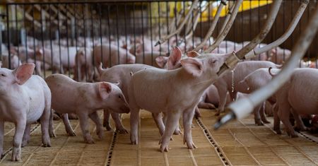 Praca na gospodarstwie w Niemczech. Zarobki? Ponad 16 tys. zł