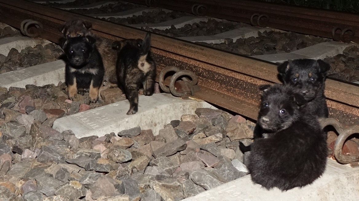 Szczeniaki znaleziono na trasie, po której często kursują pociągi.