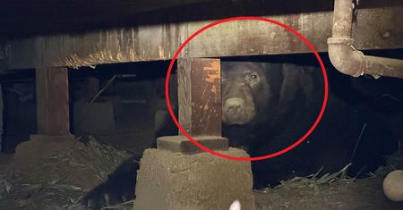 "Największy niedźwiedź, jakiego widział". Niechciany gość mieszkał pod podłogą