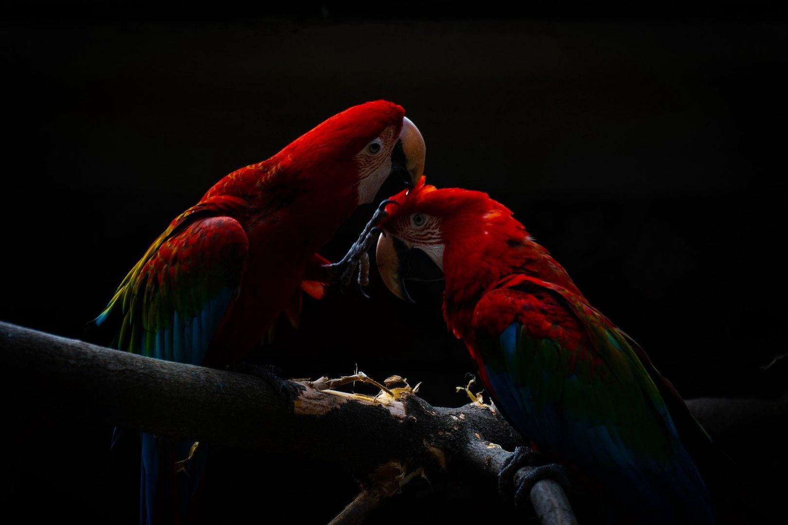 Martwe zwierzęta w sklepie zoologicznym. Szokujące odkrycie w Nowym Sączu