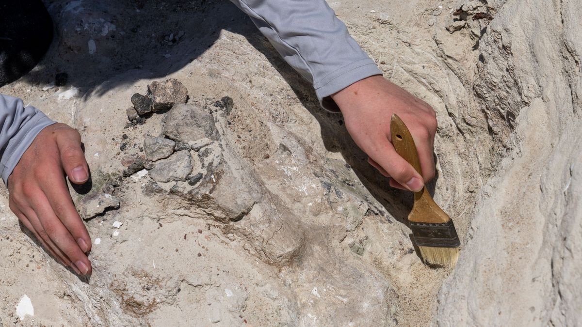 W Portugalii odkryto nowy gatunek dinozaura.