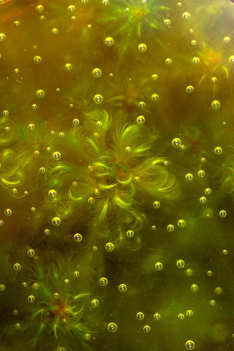 Najlepsze zdjęcia makro 12 edycji konkursu Garden Photographer of the Year 16