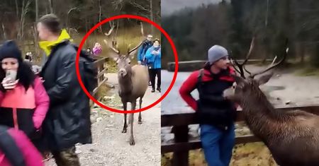 Niezwykłe wideo z Tatr. Tego nikt się nie spodziewał