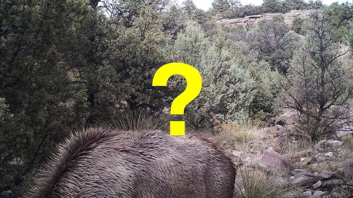 Na zdjęciu czai się puma. Widzisz ją?