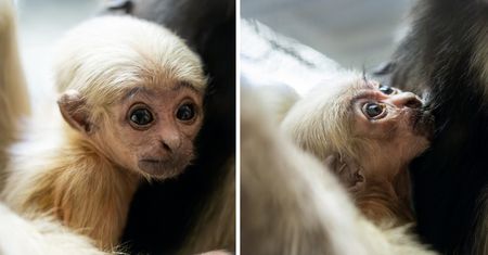 Nic słodszego dzisiaj nie zobaczysz. We wrocławskim ZOO urodził się gibon czapnik