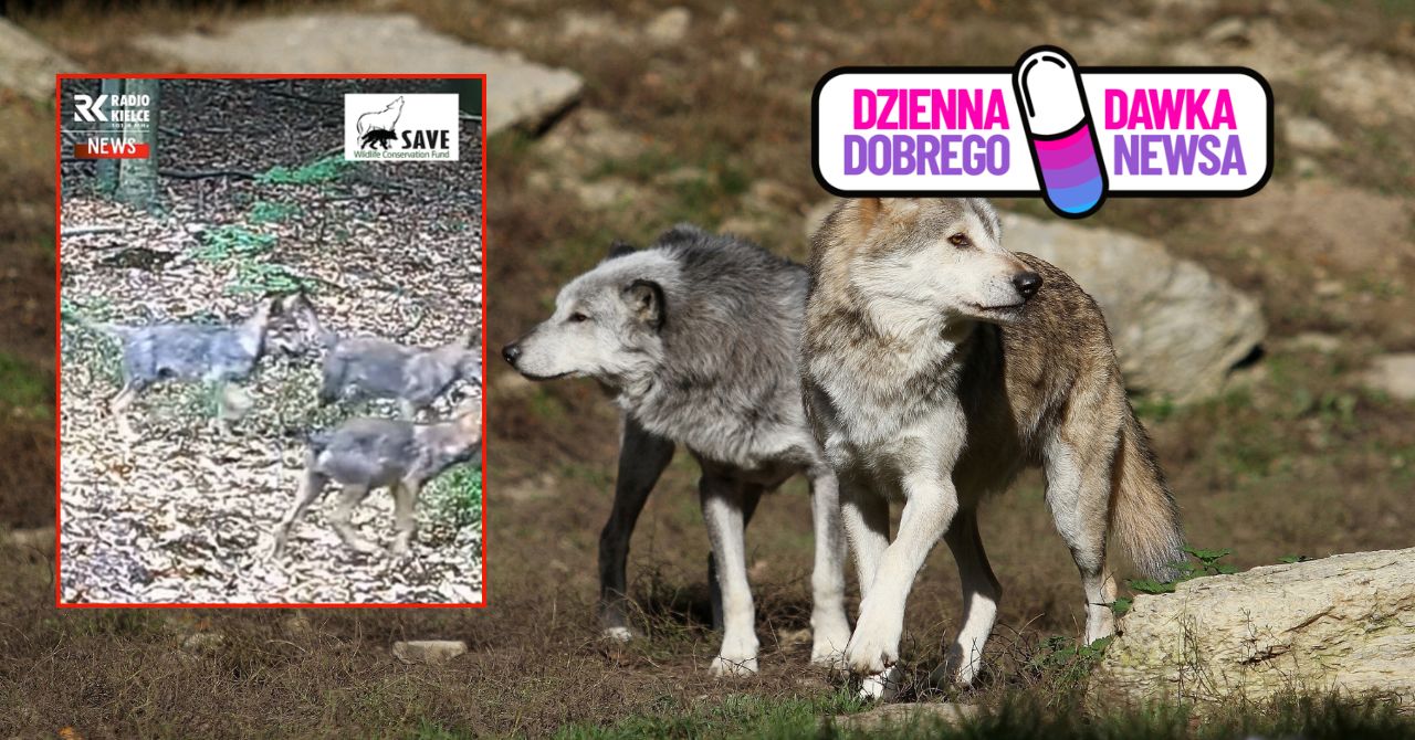 Tego nikt się nie spodziewał. Wiadomo, ile wilków się urodziło. Jest wideo