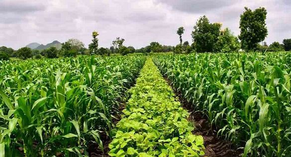 Nestlé zwiększy pozyskiwanie surowców z rolnictwa regeneracyjnego