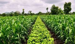 Nestlé zwiększy pozyskiwanie surowców z rolnictwa regeneracyjnego