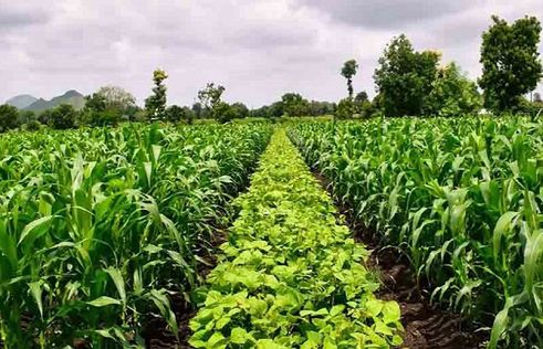 Nestlé zwiększy pozyskiwanie surowców z rolnictwa regeneracyjnego