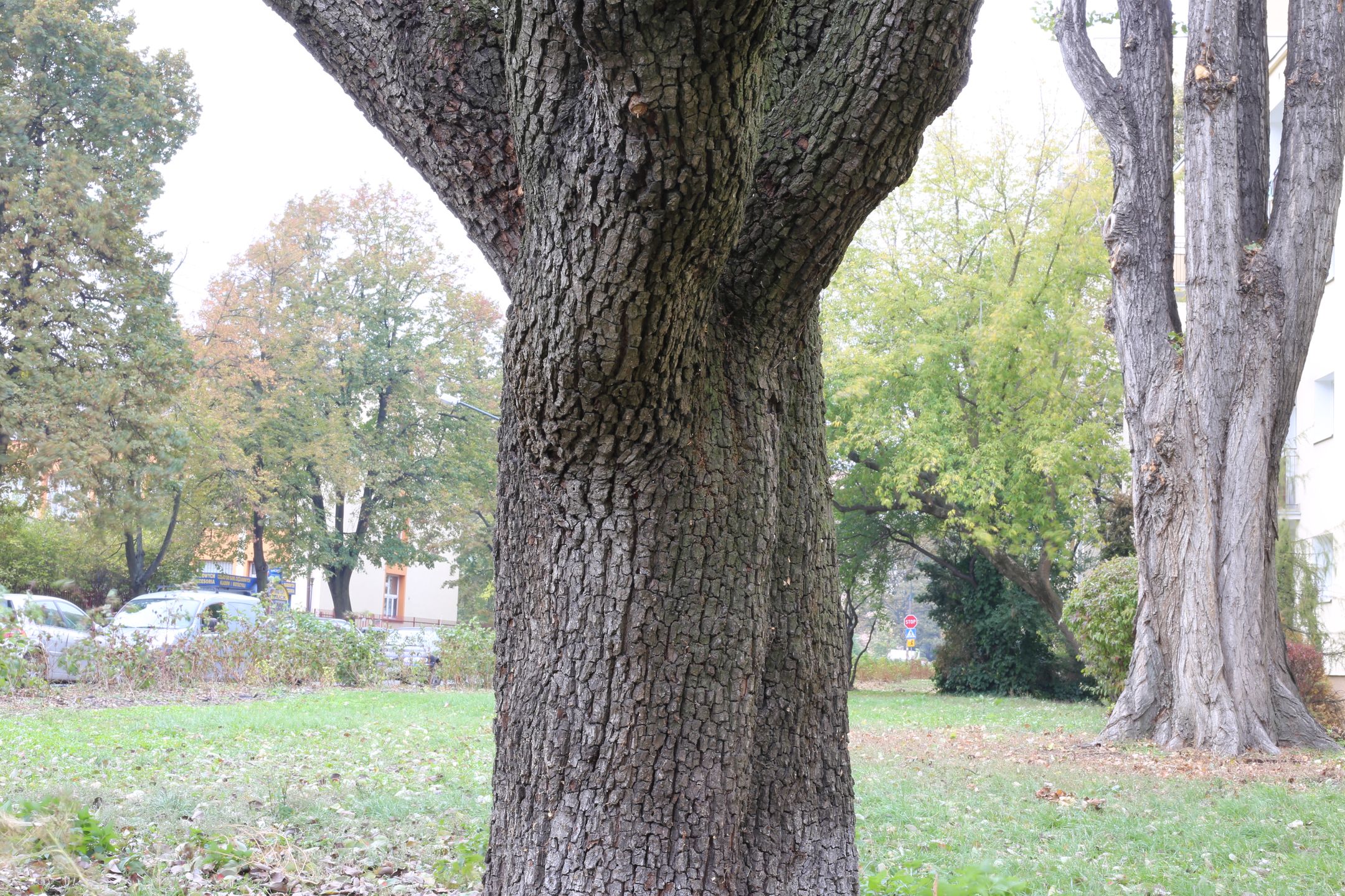 Canon EF 50 mm f/1.8 STM - niedroga przepustka do poważnej fotografii [recenzja] 21