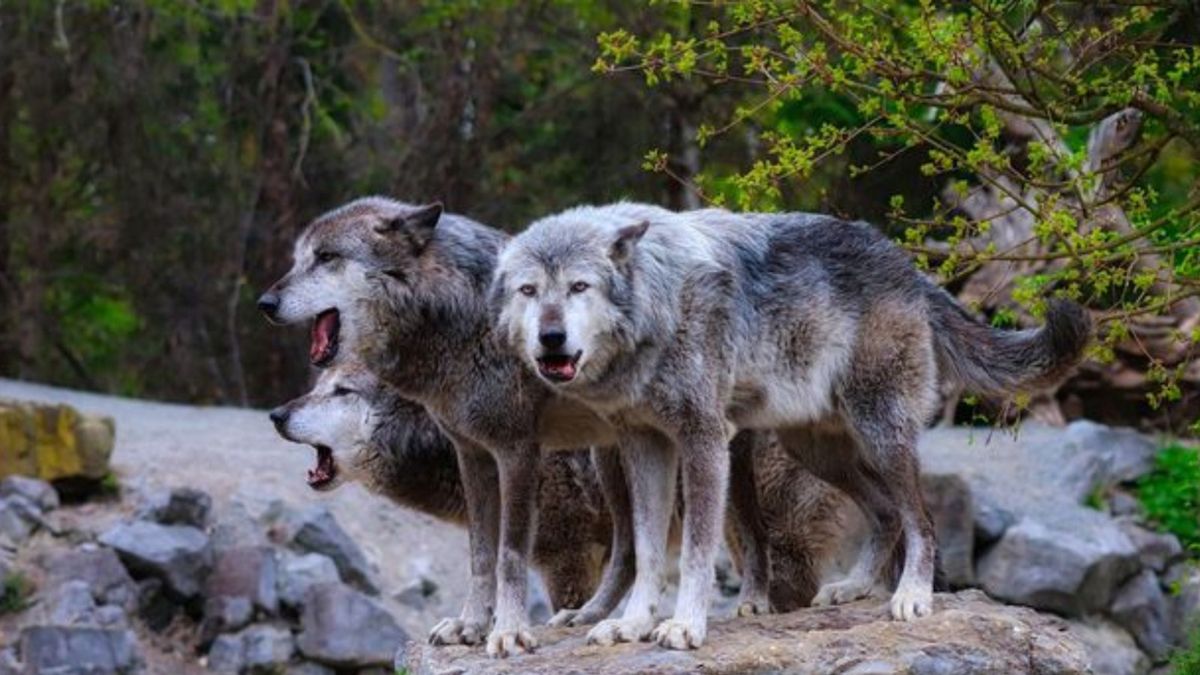 Polowanie na wilki będzie możliwe? Ekspertka zabrała głos