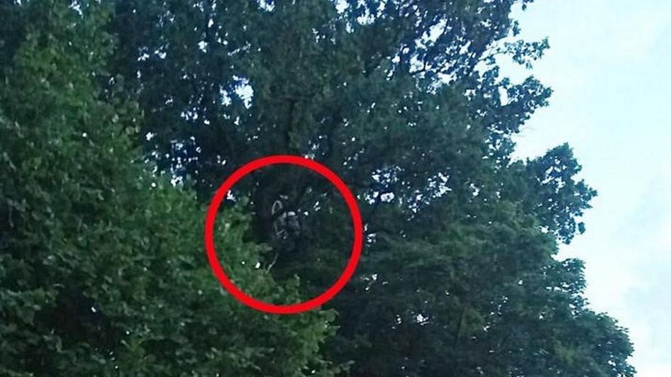 66-lletni ksiądz wylądował w konarach drzew.