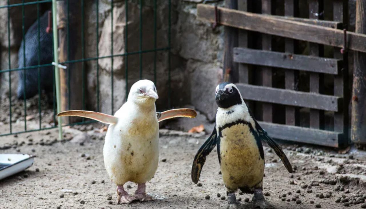 Wielkie zwycięstwo Kokosanki. Podbiła serca gości zoo i internautów