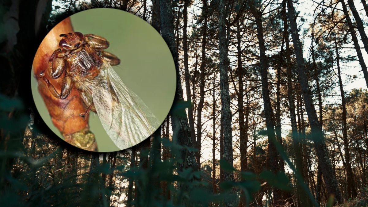 "Latające kleszcze" w polskich lasach.