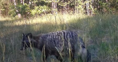 Tego się nie spodziewali. Fotopułapka nagrała niebezpieczny inwazyjny gatunek