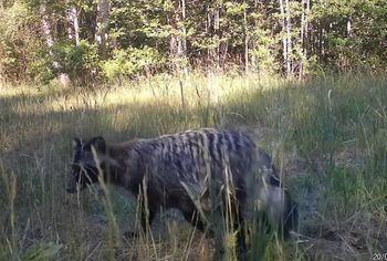 Tego się nie spodziewali. Fotopułapka nagrała niebezpieczny inwazyjny gatunek