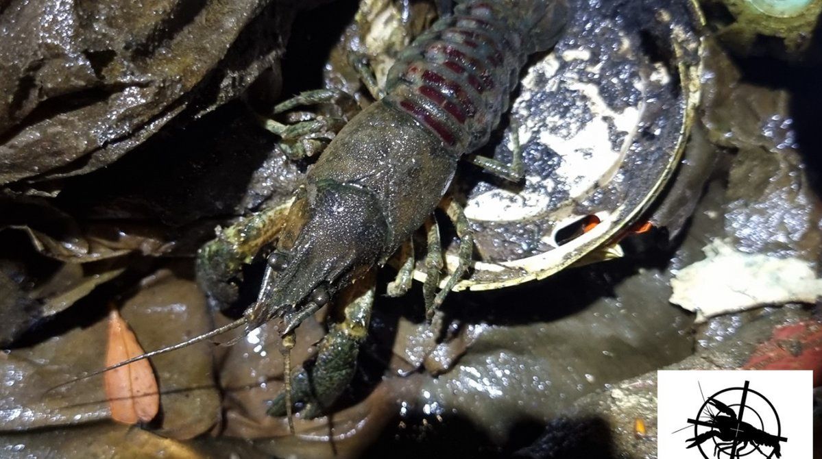 Warszawa: Ekolodzy pokazali, co znaleźli w warszawskim stawie