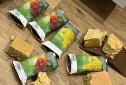 Siatka sabotażystów rozbita w Ukrainie. Zwerbowano ich w sieci