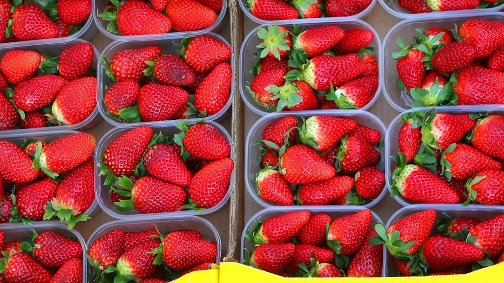 Kto nie może jeść truskawek?