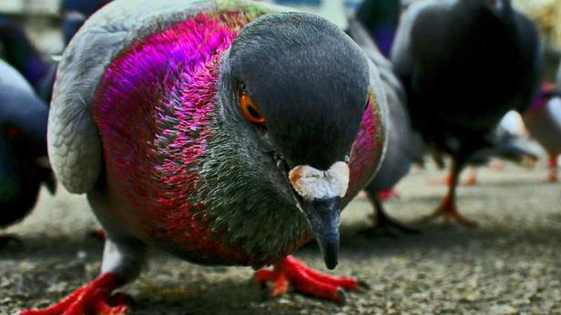 WTF dnia: to ludzie czy wielkie ptaszyska? Japończycy strollowali Google Street View 1