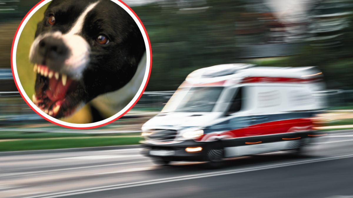 Atak na dziecko w Zwierzyńcu