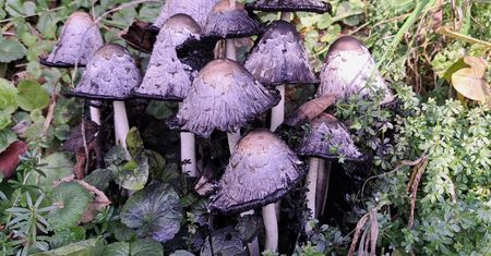 Zbierają je tylko wprawieni grzybiarze. Smaku nie da się zapomnieć