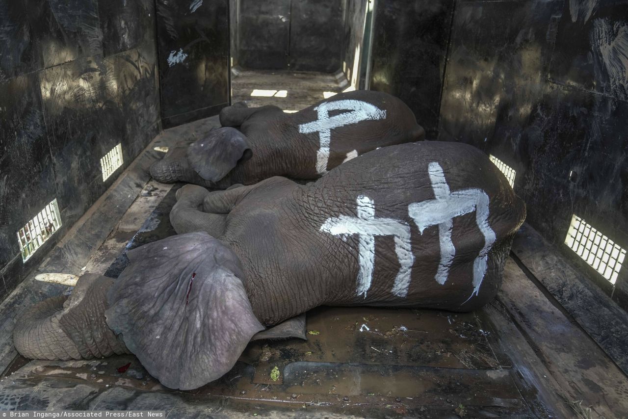 Elephants are being relocated to another park.