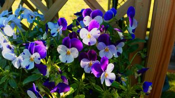 Lepsza niż bratki. Będzie kwitnąć do października