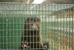 Zakaz hodowli zwierząt futerkowych. Czy czeka nas rewolucja w przepisach?