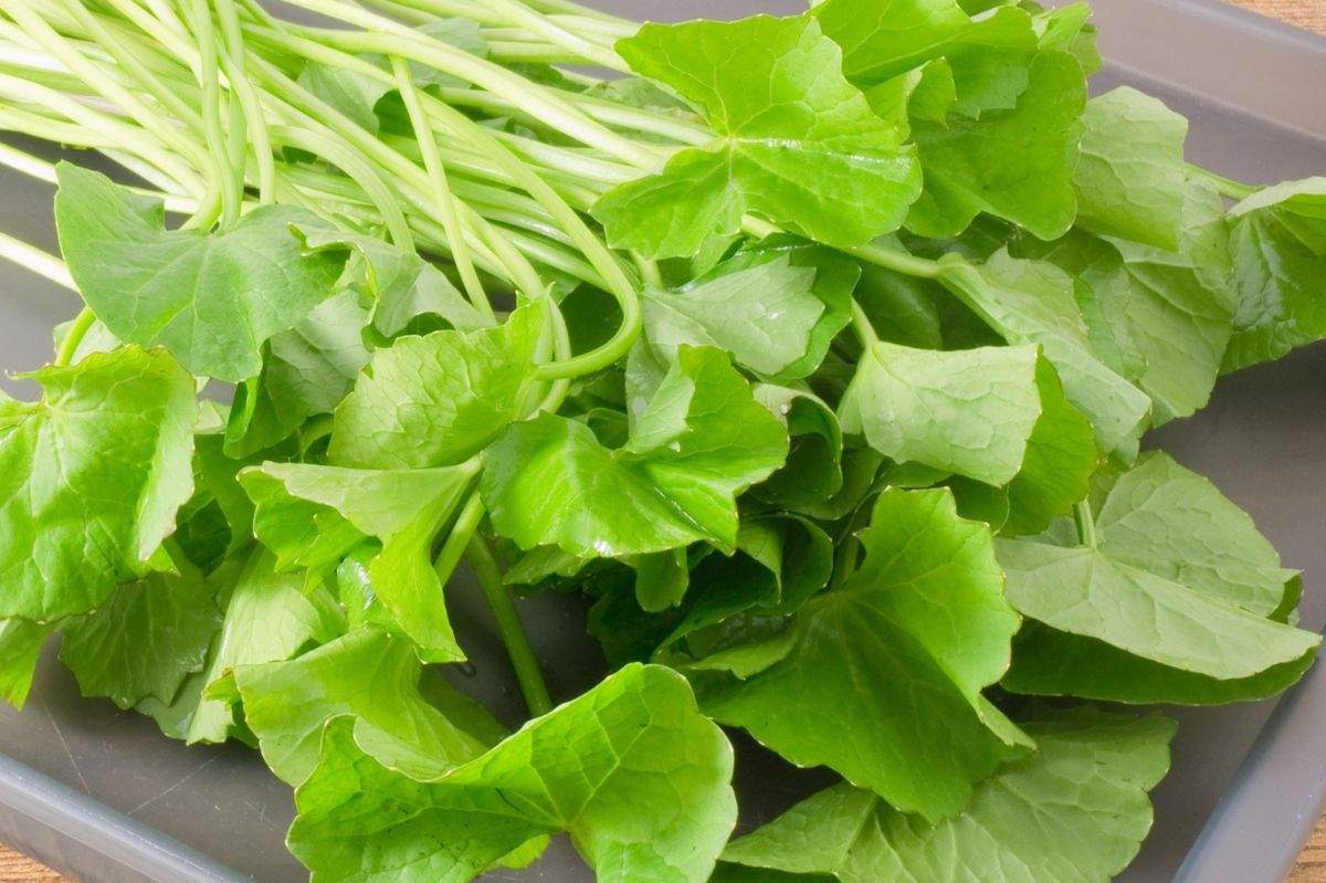 Gotu Kola: Ancient herb with modern health benefits