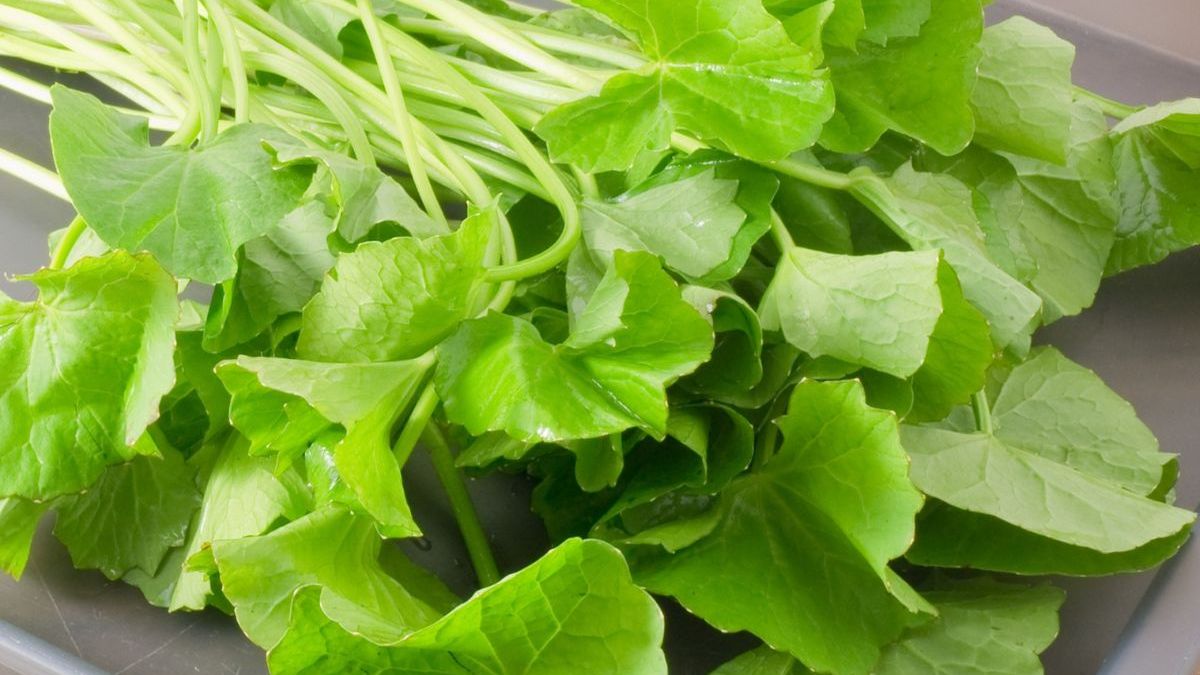 Świeżą dodaj do sałatki, a z suszonej – zrób napar