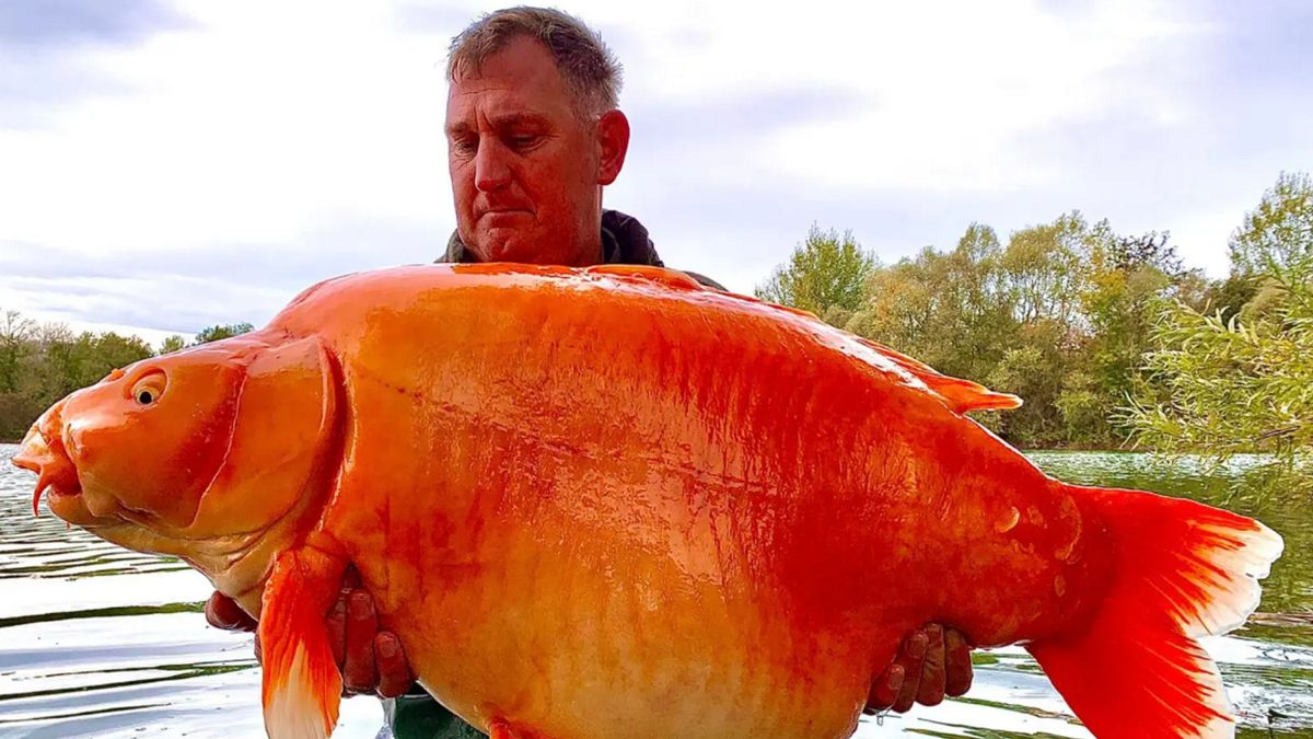 Złota rybka miała niespotykane rozmiary