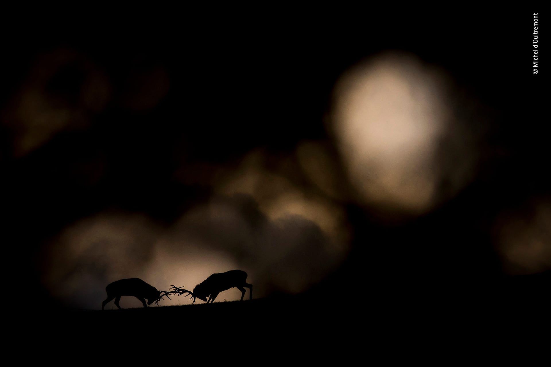 Wspaniały portret małp zwyciężył w Wildlife Photographer of the Year 2018 12
