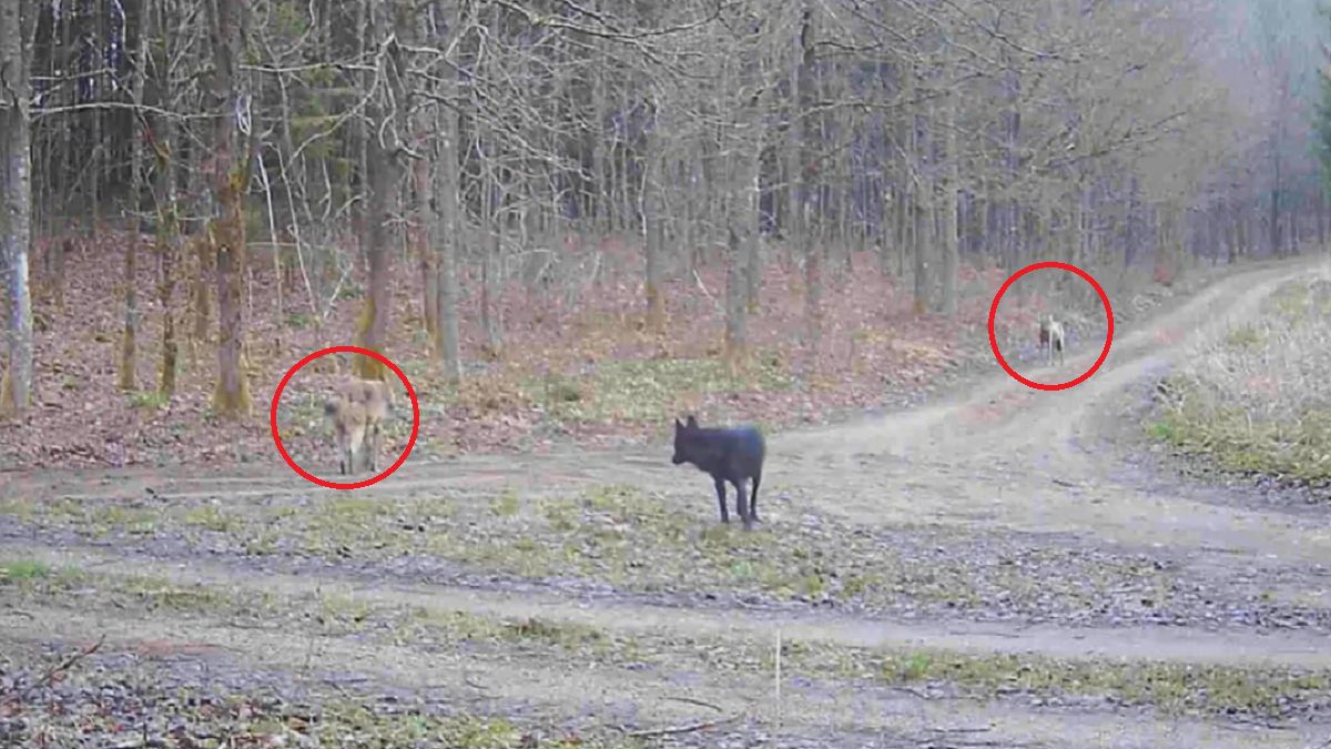 Czarny wilk. Czy to możliwe?