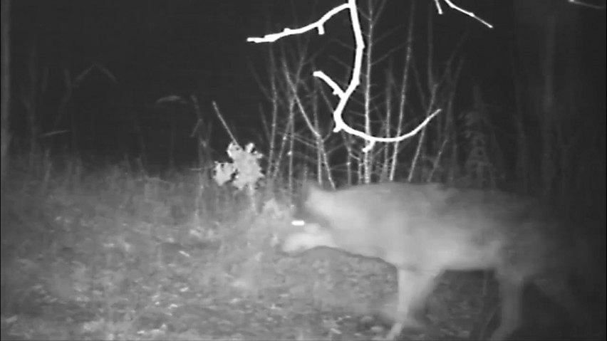 Wilcze stado z lasów nieopodal Radomia złapane w fotopułapkę