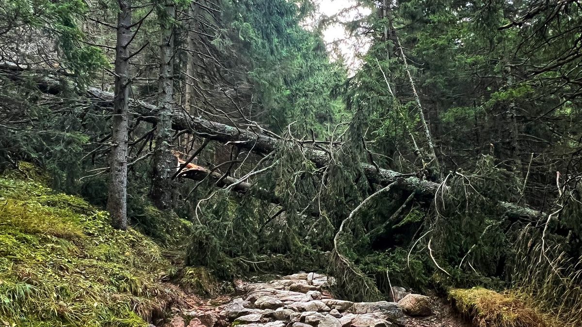 Powalone drzewa w Dolinie Jaworzynki.