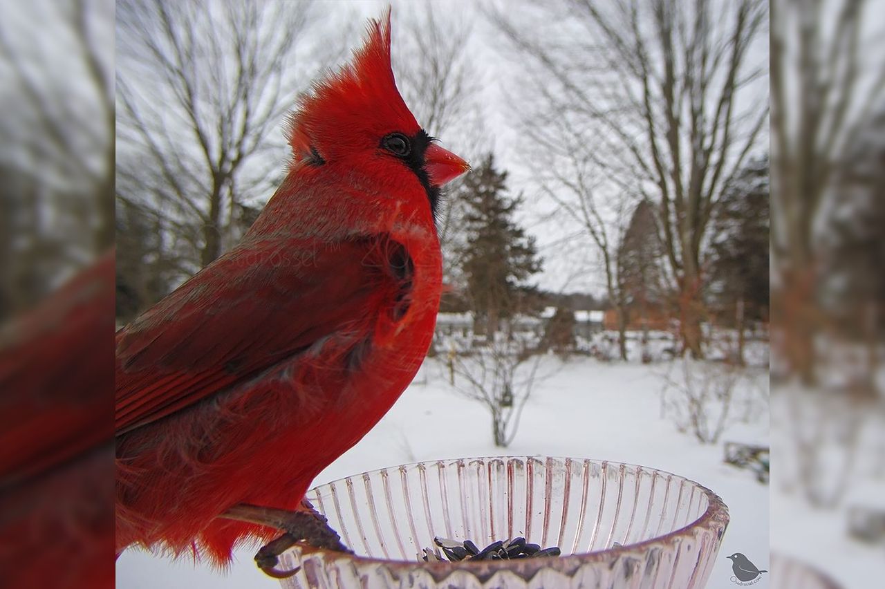 Pułapka fotograficzna ukryta w karmniku rejestruje odwiedzające go ptaki