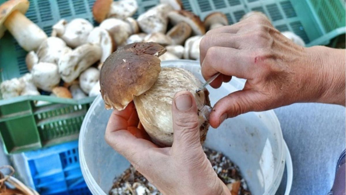 Kiedy jadalne grzyby mogą stać się trujące? Dietetyk podpowiada jakich błędów unikać